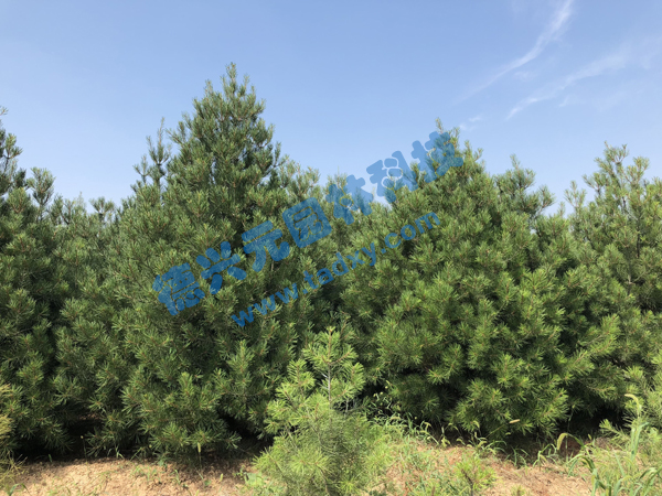 �c���鿴Ԕ����Ϣ���}����Ƥ�� ��x�Δ�(sh��)��2387