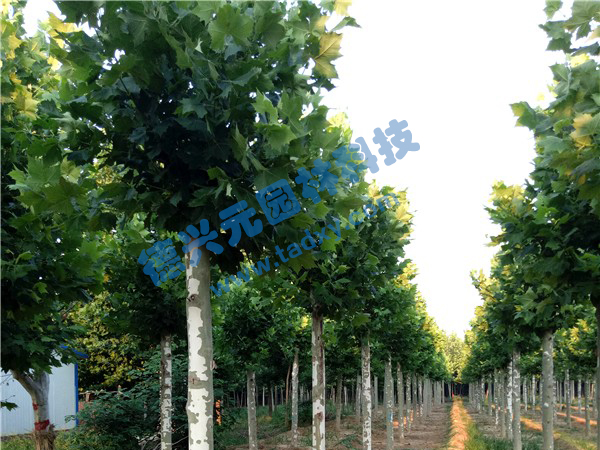 �c���鿴Ԕ����Ϣ���}����ͩ ��x�Δ���2525