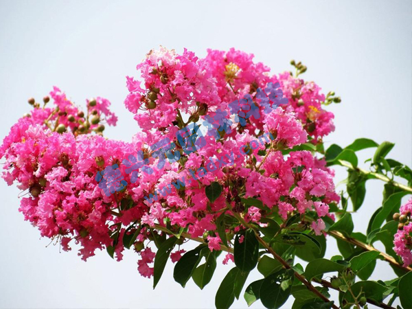 �c(di��n)���鿴Ԕ��(x��)��Ϣ��(bi��o)�}����ޱ ��x�Δ�(sh��)��2050